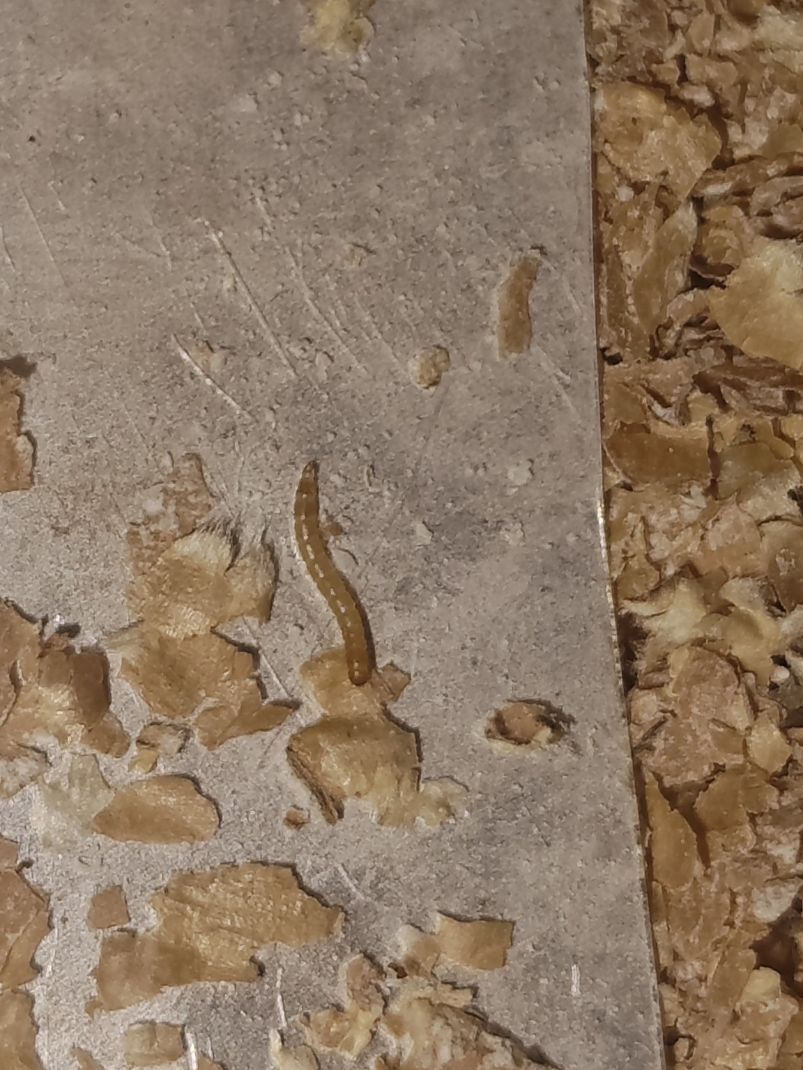 Detalle real de larvas de Tenebrio molitor entre el alimento en una bandeja de cría