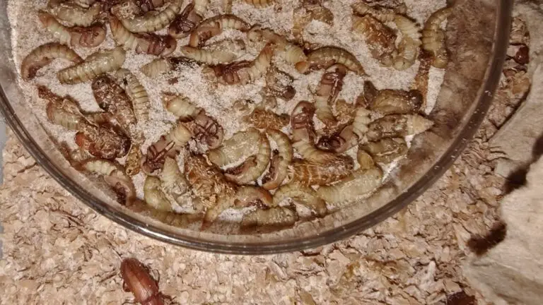 Ciclo de vida del Tenebrio molitor con pupas y escarabajo adulto en GreenSoul BioLab