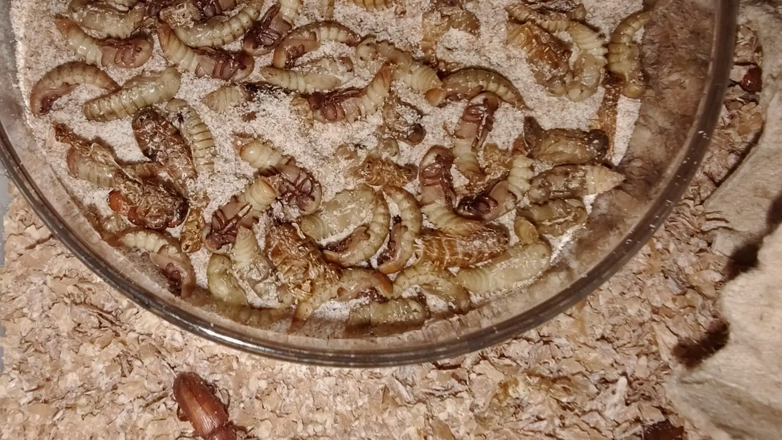 Ciclo de vida del Tenebrio molitor con pupas y escarabajo adulto en GreenSoul BioLab