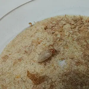 Transición de pupa a escarabajo adulto de Tenebrio molitor