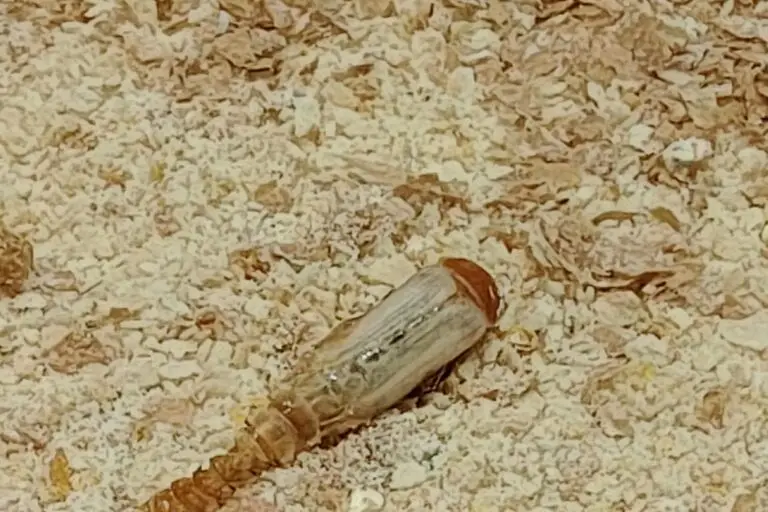 Pupa de Tenebrio molitor durante la metamorfosis y emergencia del adulto