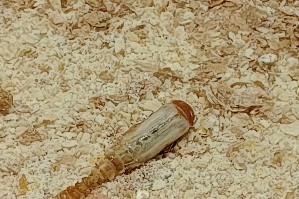 Pupa de Tenebrio molitor durante la metamorfosis y emergencia del adulto