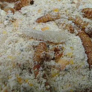 Pupa de Tenebrio molitor recién formada entre larvas de la colonia GreenSoul BioLab