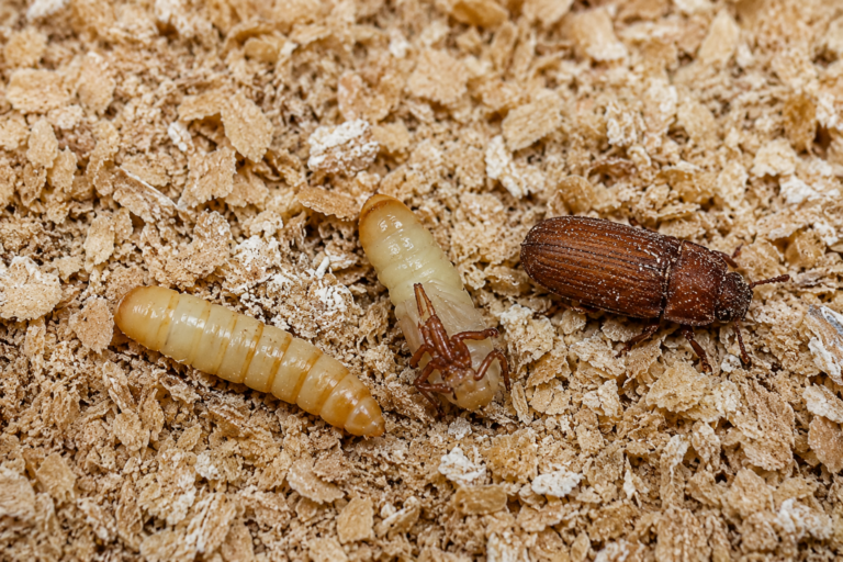 Tenebrio molitor Uruguay: larva, pupa y escarabajo adulto en GreenSoul BioLab